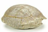Colorful Inflated Fossil Tortoise (Stylemys) - South Dakota #373007-1
